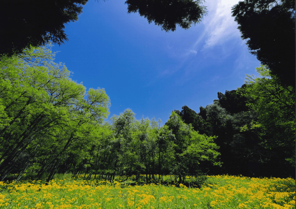 余呉の秘境 2025 春 ペンネーム:eiichi