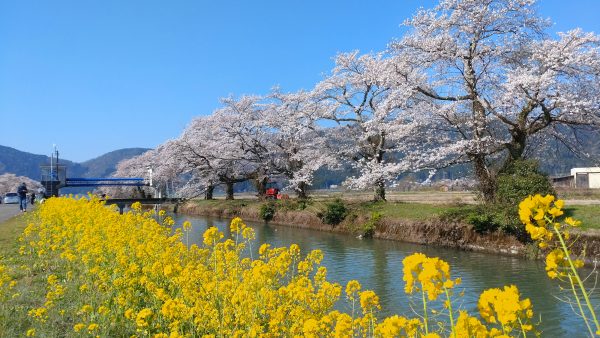 余呉の桜開花状況
