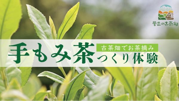 手もみ茶つくり体験