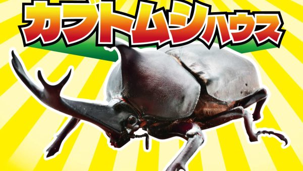 カブトムシに触れてみよう！