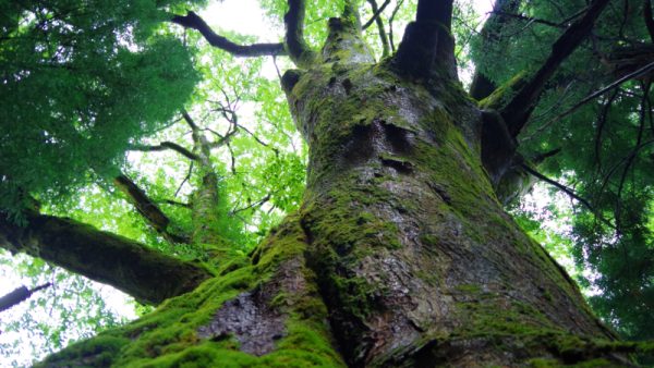 余呉・巨木と古刹に出会う旅